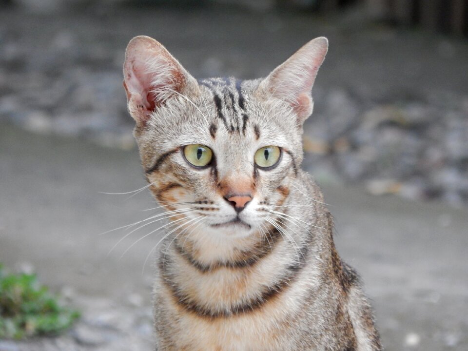 Cat animals wild