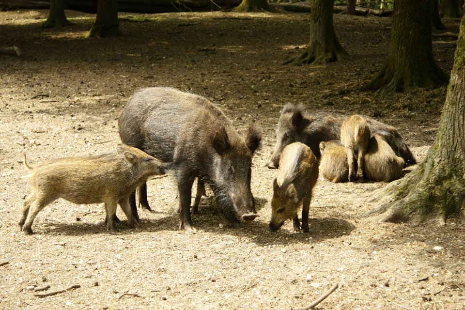 Nature cute animals