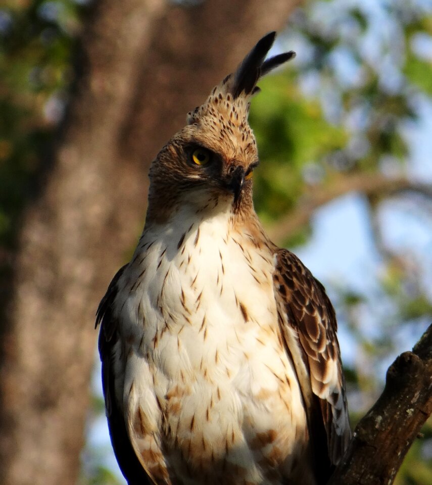 Nisaetus cirrhatus bird wildlife