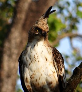 Nisaetus cirrhatus bird wildlife