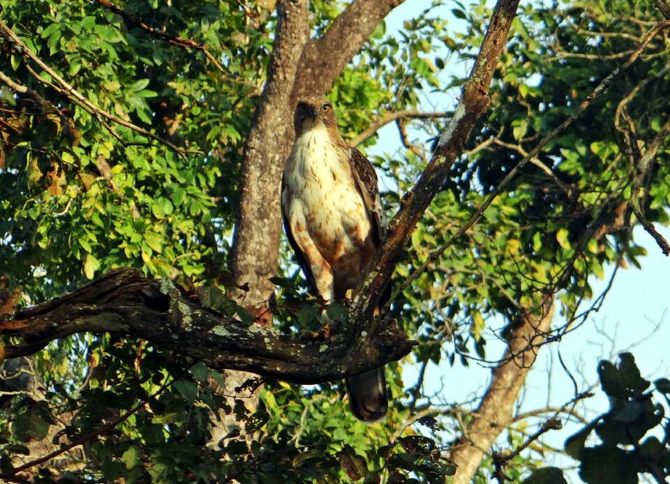Nisaetus cirrhatus bird wildlife