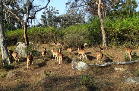 Deer wildlife mammal