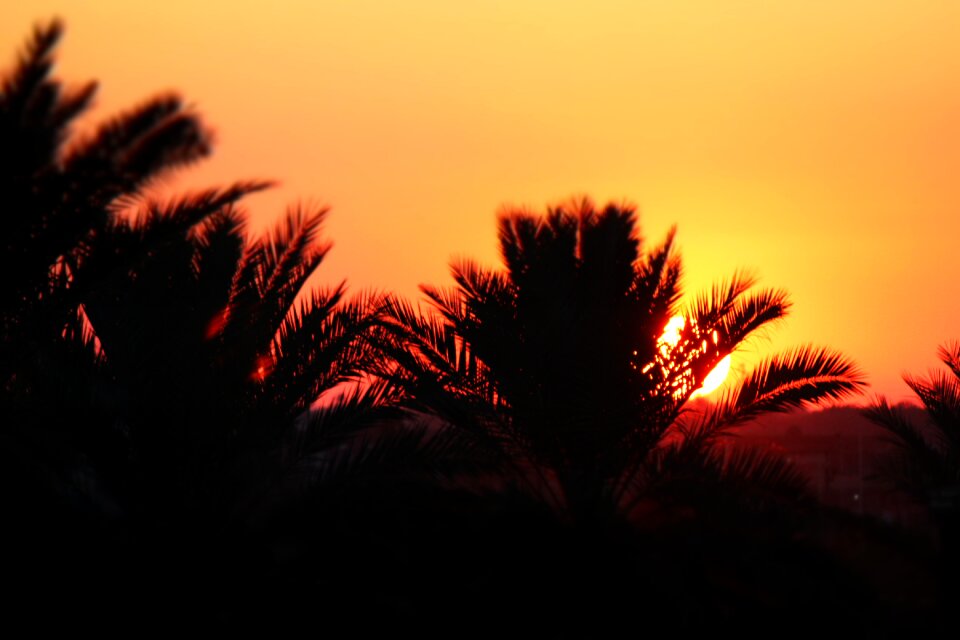 Nature iraq date palm