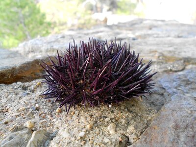 Marine natural wildlife