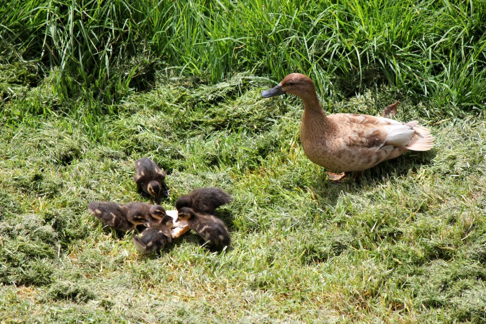Newborn ducky mother duck