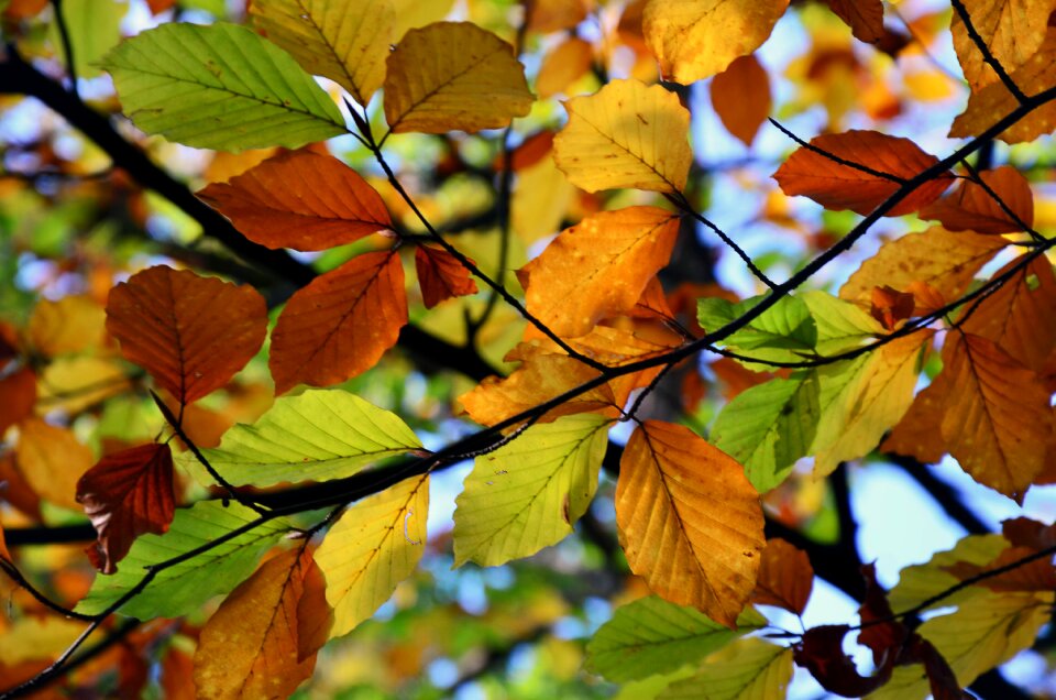 Foliage nature autumn colors