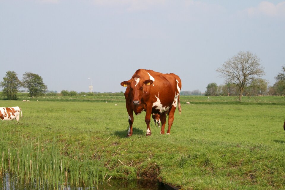 Nature cows landscape