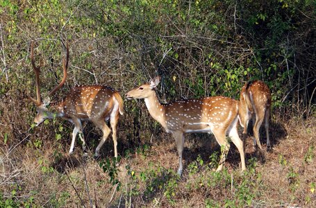 Deer wildlife mammal