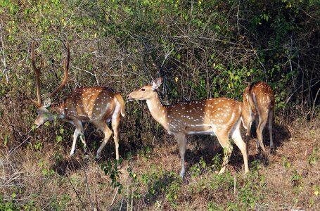 Deer wildlife mammal photo