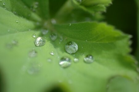 Green nature surface