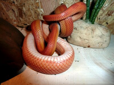 Non toxic scale reptile