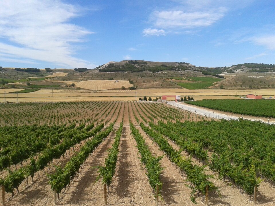 Grape vine vineyard