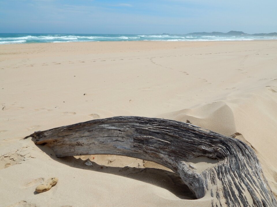 Landscape sand tree