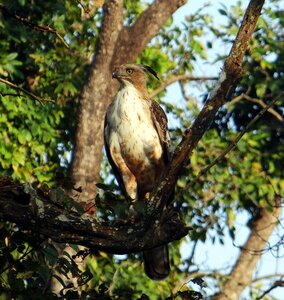 Nisaetus cirrhatus bird wildlife