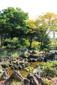 Landscape wood pond