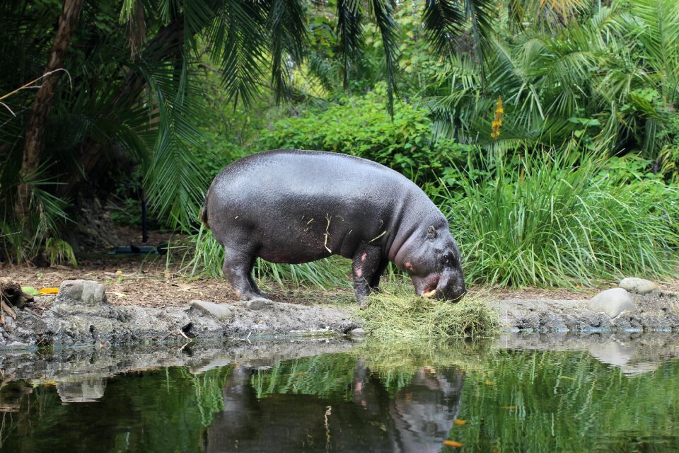 Zoo animal