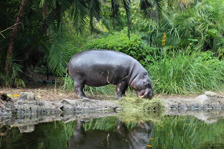 Zoo animal
