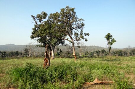 Grassland nature foliage