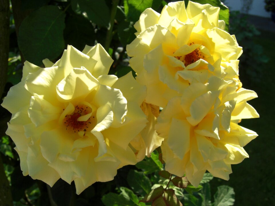 Romantic nature blossom