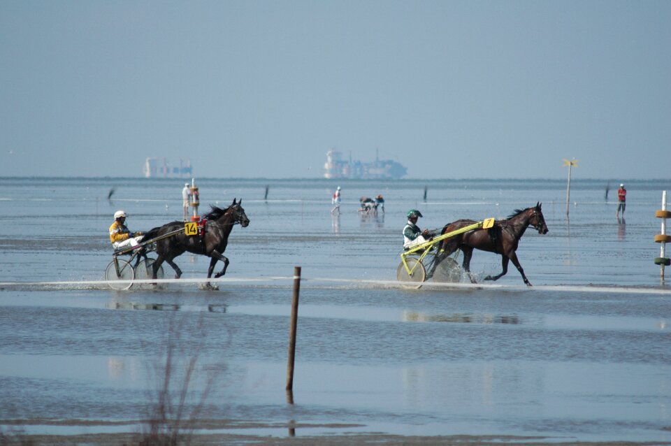 Ships horses north sea