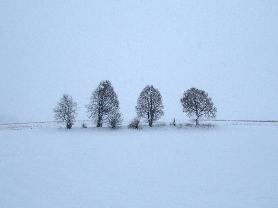 Trees nature landscape