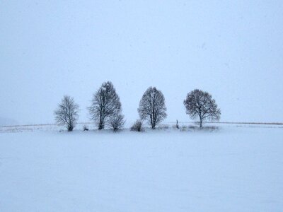 Trees nature landscape