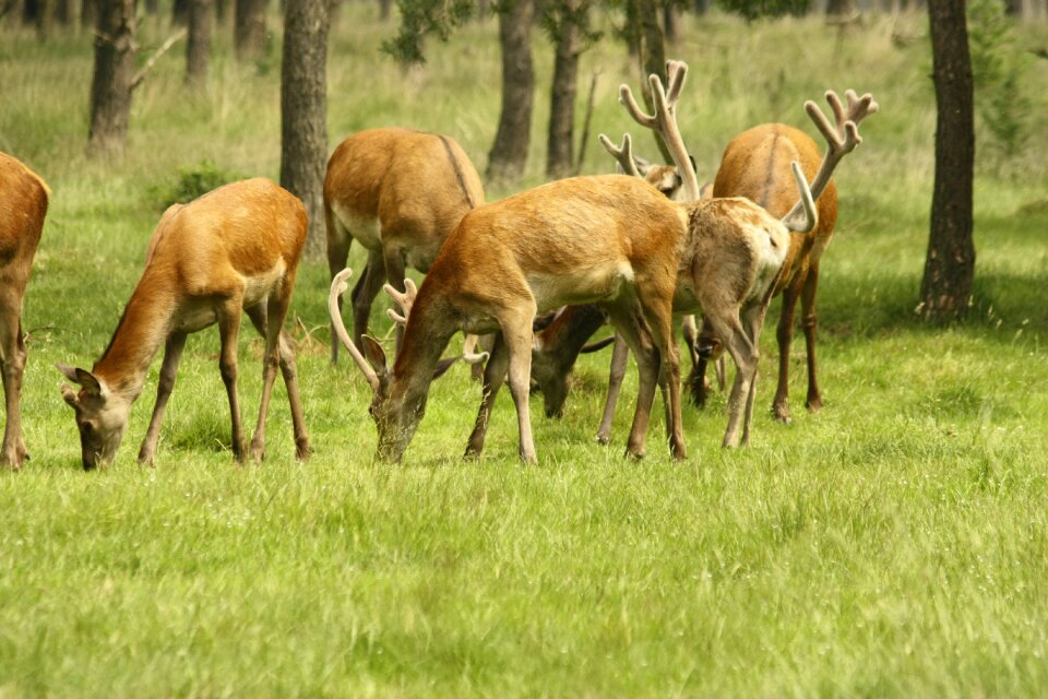 Nature wild animals