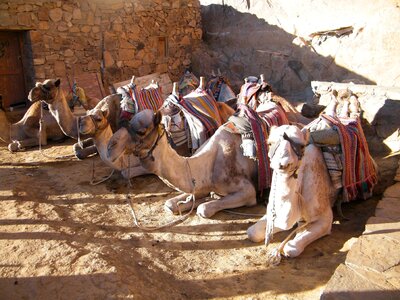 Camel egypt sinai photo