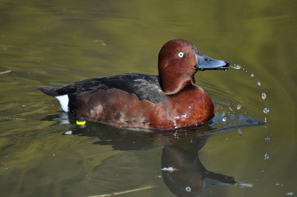 Duck water bird drake