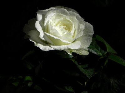 Nature flowers white rose photo