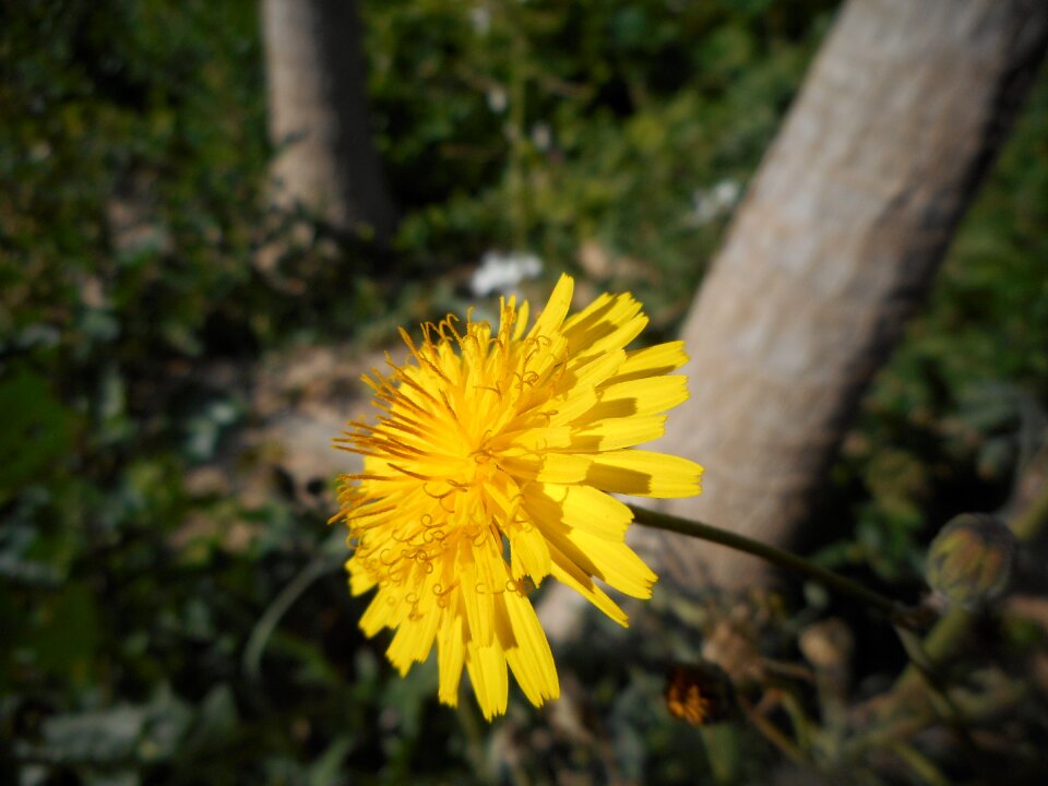 Flowers nature yellow
