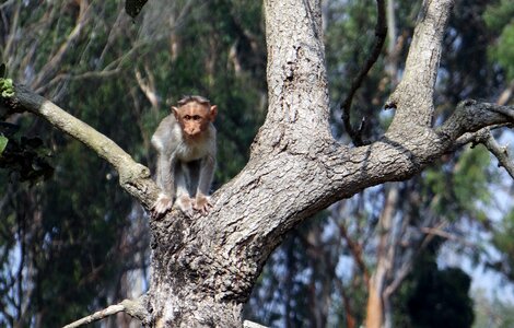 Wild wildlife animal