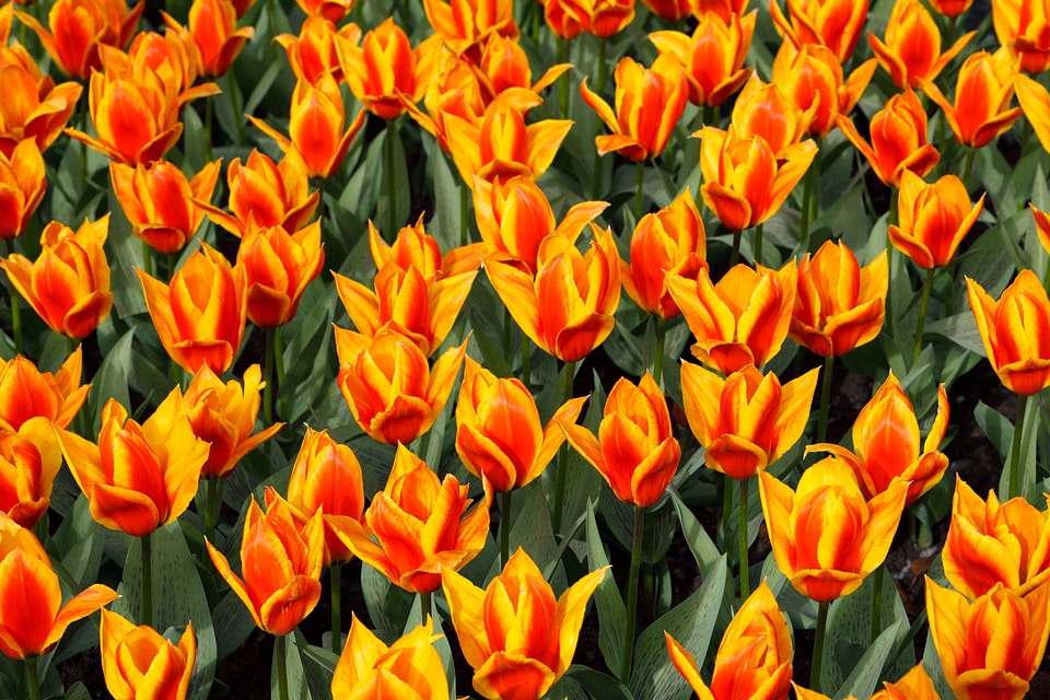 Tulip green background