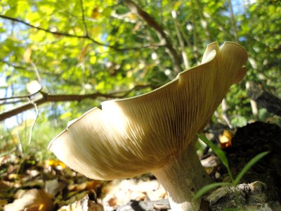 Forest forest mushroom toxic photo