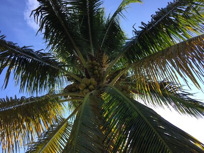 Sun sky coconuts photo
