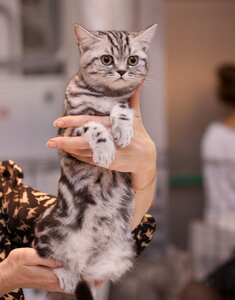 Kitten grey pet