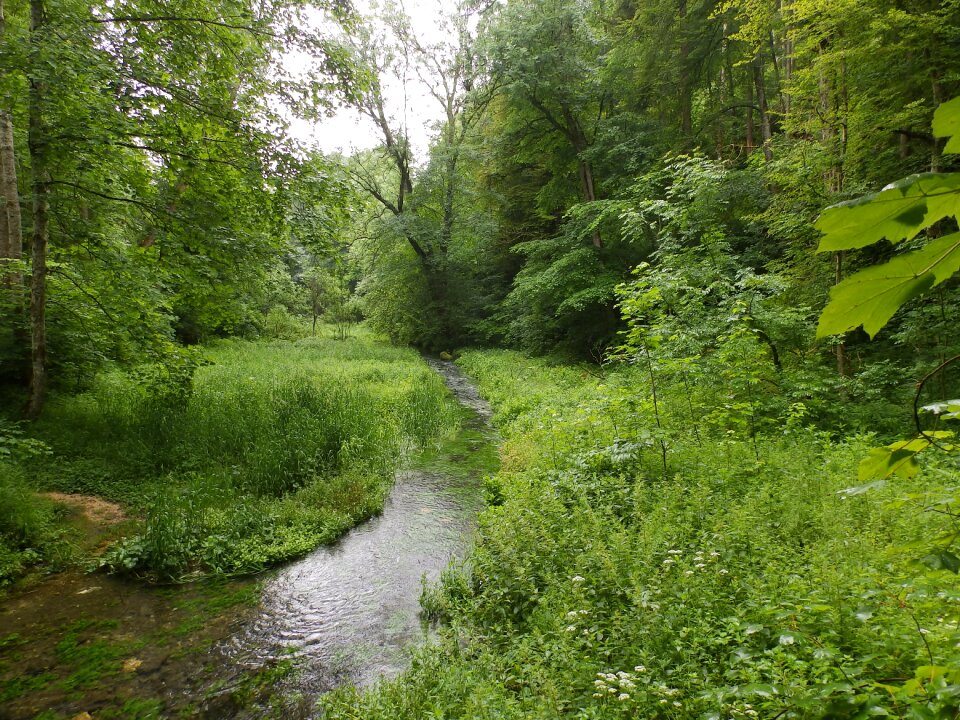 Landscape bach nature