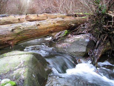 Brook stream wood photo