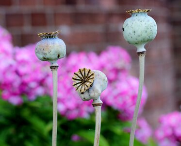 Seedhead papaver