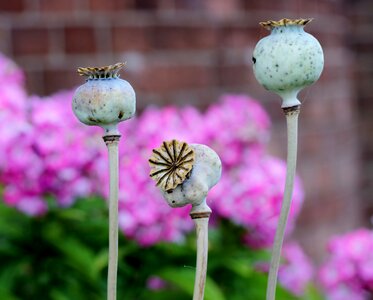 Seedhead papaver photo