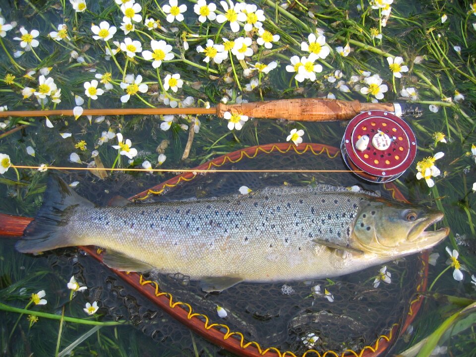 River catch freshwater