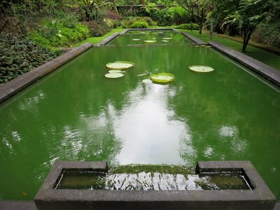 Green water garden photo