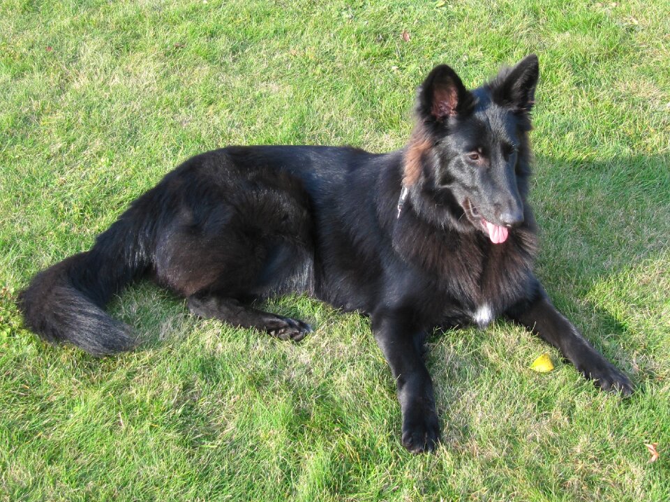 Belgian shepherd dog groenendael pet photo