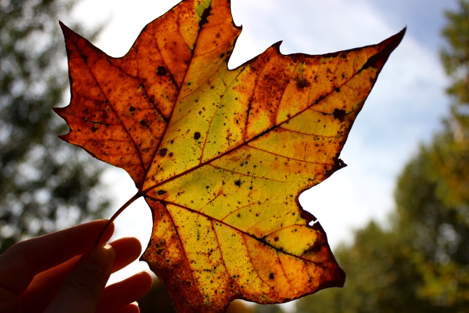 Colors autumn leaves red