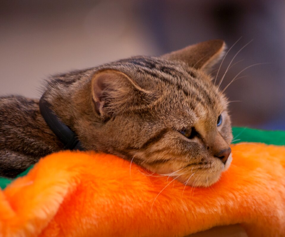 Cats pet cute