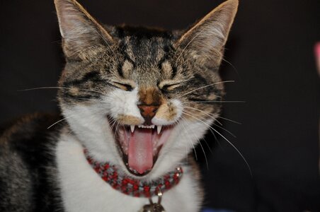Yawning funny