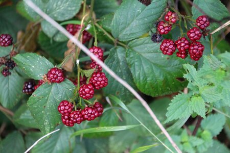 Entwine medicinal plant creeper