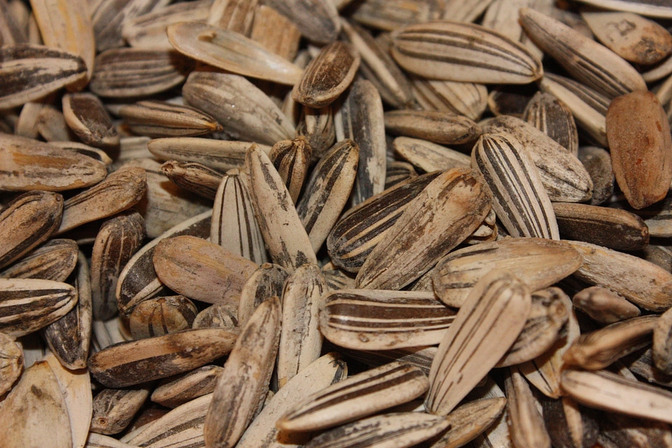 Close up sunflower seeds eat