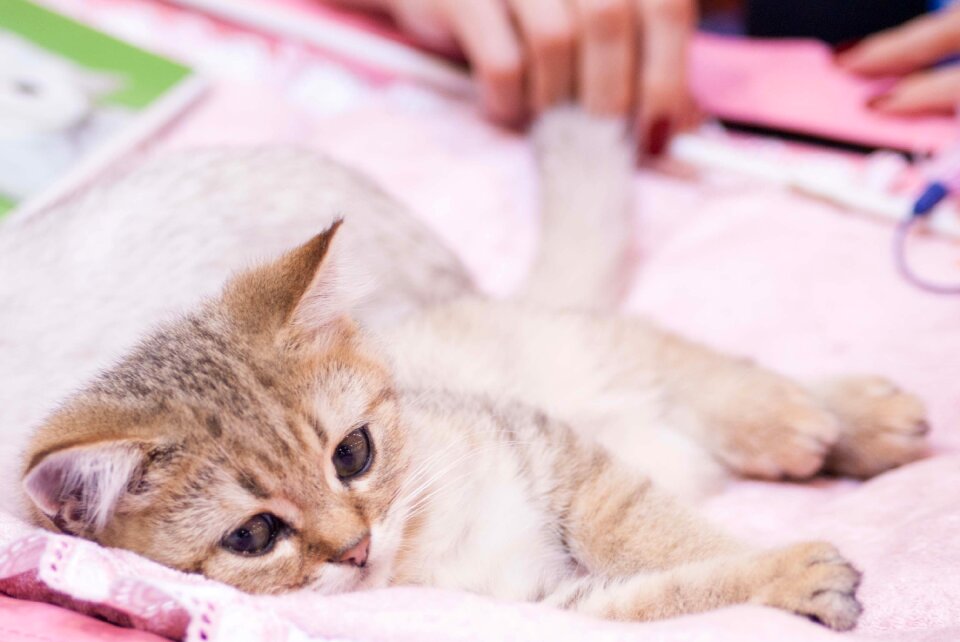 Cats pet animals