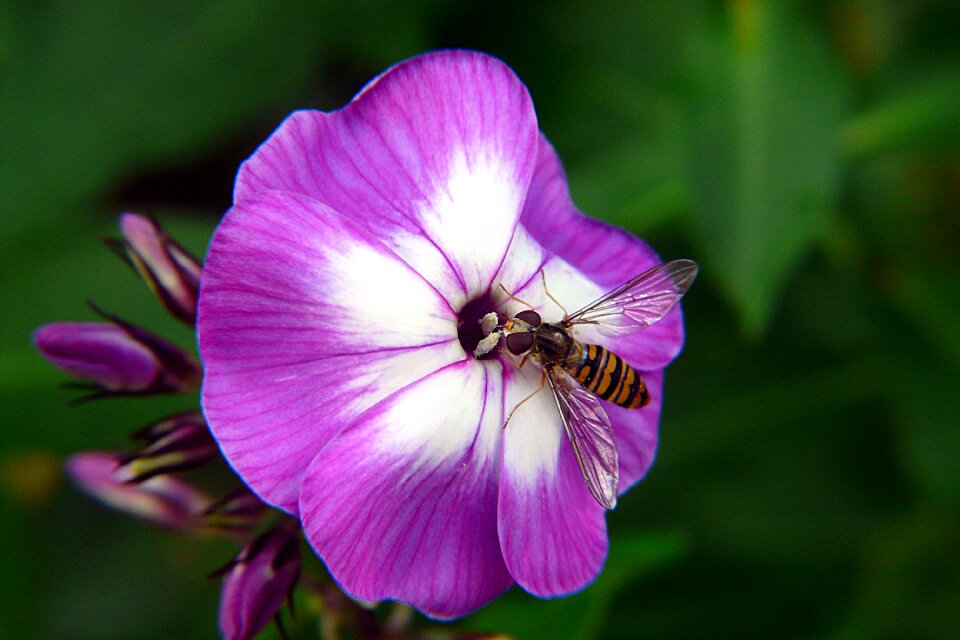 Hoverfly insect macro